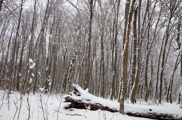 Winterlandschap Van Besneeuwd Park Seizoensgebonden Bomen Met Sneeuw Natuurlandschap Winter Stockfoto