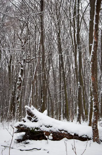 Natuurlandschap Winter Wonderland Natuur Landschap Het Bos Witte Sneeuw Buiten Rechtenvrije Stockafbeeldingen