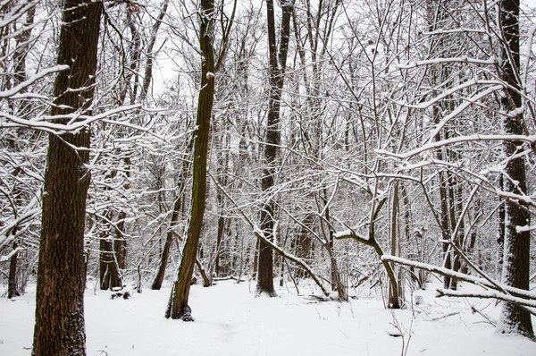 Зимний Лес Природа Зимний Сезон Зимний Пейзаж Снежного Леса Сезонные Стоковое Фото
