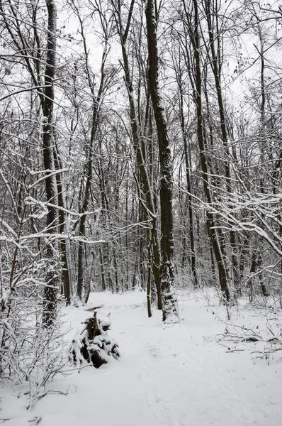 Natuurlandschap Winter Wonderland Natuur Landschap Het Bos Witte Sneeuw Winterbos Stockfoto