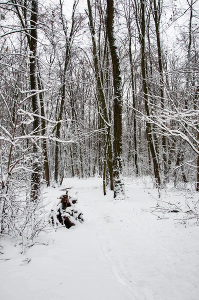 Природный Пейзаж Лесу Белый Снег Зимний Лес Природа Зимний Сезон Стоковое Изображение