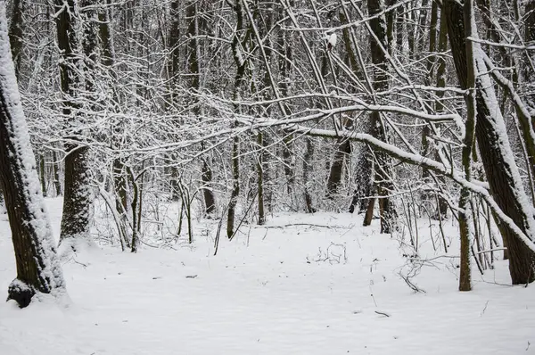 Kerstnatuur Winter Winterlandschap Van Besneeuwd Bos Nieuwjaarsbomen Met Sneeuw Natuurlandschap Rechtenvrije Stockfoto's