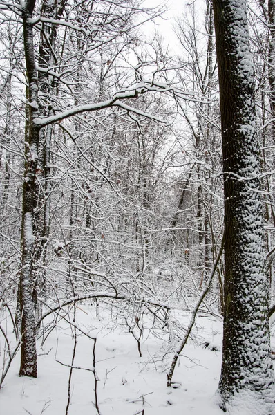 Зимний Пейзаж Снежного Леса Новогодние Деревья Снегом Природный Пейзаж Зимней Стоковое Фото