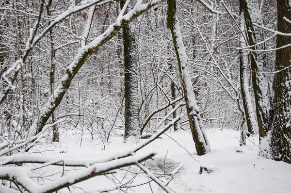 Paisagem Inverno Floresta Nevada Árvores Ano Novo Com Neve Paisagem Imagem De Stock