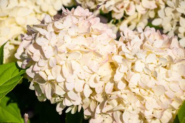 Ortanca çiçek bahçesi. Ortanca yazlığı. Ortanca. Yaz baharı doğası. Çiçek açan bahar çiçeği. Yaz çiçeği tarlası. Sera bahar bitkisi. Açık havada ortanca tarlası. Ayarlama.