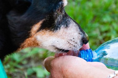 İçme suyu. Tazeleyici içecek. Susamış köpek dışarıda su içiyor. Köpek evcil hayvanı ellerinden su içer. Sıcak yaz günü. Yavru köpek yazın susar. Sıcak havada köpek susuzluğu. Sahip sorumluluğu.