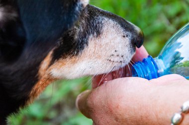Tazeleyici içecek. Susamış köpek dışarıda su içiyor. Köpek evcil hayvanı ellerinden su içer. Sıcak yaz günü. Yavru köpek yazın susar. Sıcak havada köpek susuzluğu. İçme suyu yakın çekim.