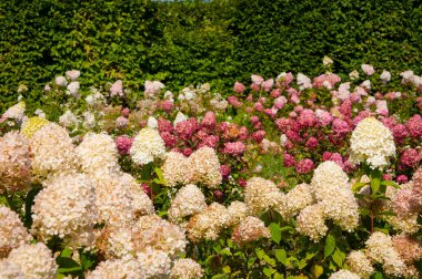 Yaz çiçeği tarlası. Sera bahar bitkisi. Yazın açık havada ortanca tarlası. Ortanca çiçek bahçesi. Ortanca yazlığı. Ortanca. Yaz baharı doğası. Çiçek açan bahar çiçekleri.