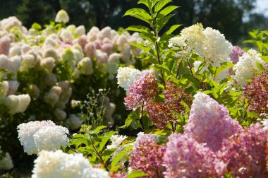Ortanca yazlığı. Ortanca. Yaz baharı doğası. Çiçek açan bahar çiçeği. Yaz çiçeği tarlası. Sera bahar bitkisi. Yazın ortanca tarlası. Ortanca çiçek bahçesi. Pembe çiçek.
