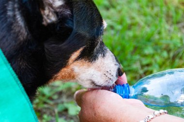 Köpek evcil hayvanı ellerinden su içer. Sıcak yaz günü. Yavru köpek yazın susar. Sıcak havada köpek susuzluğu. İçme suyu. Tazeleyici içecek. Susamış köpek dışarıda su içiyor. Susamış köpek yürüyüşü.