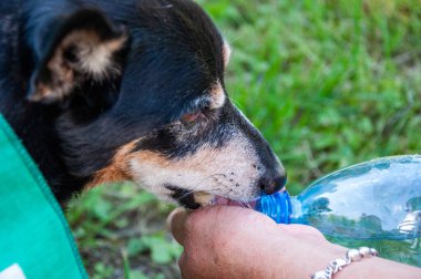 Sıcak yaz günü. Yavru köpek yazın susar. Sıcak havada köpek susuzluğu. İçme suyu. Tazeleyici içecek. Susamış köpek dışarıda su içiyor. Köpek evcil hayvanı ellerinden su içer. Susamış köpek sağlığı.