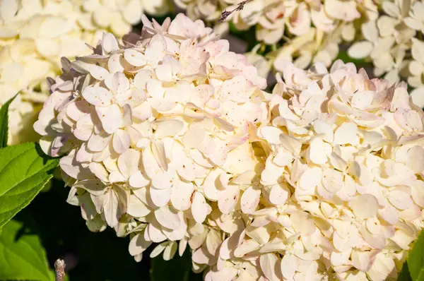 Ortanca çiçek bahçesi. Ortanca yazlığı. Ortanca. Yaz baharı doğası. Çiçek açan bahar çiçeği. Yaz çiçeği tarlası. Sera bahar bitkisi. Açık havada ortanca tarlası. Ayarlama.