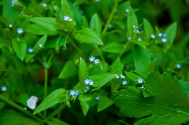 Myosotis Sparsiflora çiçeği İlkbaharda veya yaz mevsiminde doğa, Myosotis.
