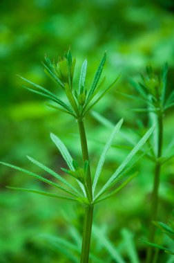 Çim yeşili rengi. Çimen yeşili doğa. Bahar ya da yaz doğası. Yakın çekim..