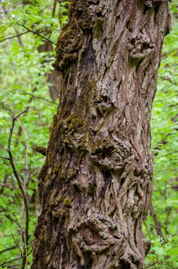 Ağaç kabuğu. Ormanda ağaç kabuğu. Ağaç gövdesinin doğası. Ormanda sandık.