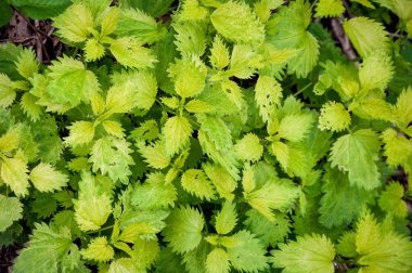 Isırgan yeşili yapraklar arka plan. Bahar ve yaz. Isırgan otu bitkisi..