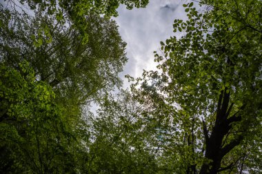 Bahar ormanı. Yazın doğa. Bahar mevsimi. Ormandaki patika ya da patika. Ağaç tepesi.