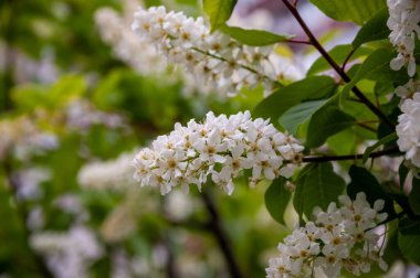 Bahar çiçekleri. Bahar doğası çiçek açar. Bahar zamanı kayısı çiçeği. İlkbaharda çiçek açar. Makro