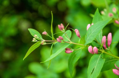 Bahar mevsiminde hanımeli çiçeği açar. Yaz çiçeği hanımeli. Woodbine..