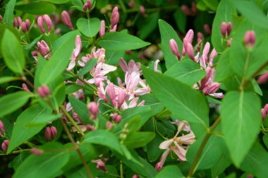 Bahar mevsiminde hanımeli çiçeği açar. Yaz çiçeği hanımeli. Ahşap.