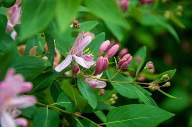 Bahar mevsiminde hanımeli çiçeği açar. Yaz çiçeği hanımeli. Makro.