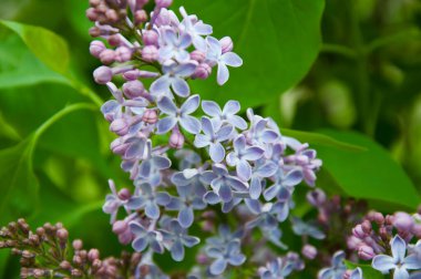 İlkbaharda açan doğada leylak çiçeği. Bahar çiçeği doğası. Çiçekli bahar doğası. Yaz çiçekli leylak. Yaz mevsimi.