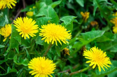 Doğada sarı karahindiba çiçeği. Yaz doğası. Bahar çiçeği. Yaban Çiçeği.