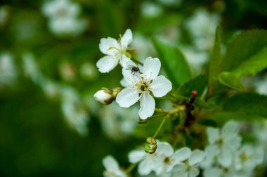 Bahar çiçekleri. Bahar doğası çiçek açar. Bahar zamanı kayısı çiçeği. İlkbaharda çiçek açar. Makro fotoğrafçılık.