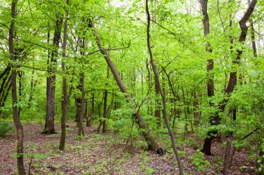 Bahar ormanı. Yazın doğa. Bahar mevsimi. Ormandaki patika ya da patika. Vahşi orman.