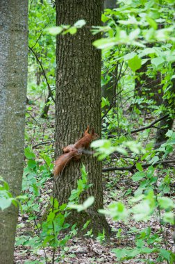 Ormandaki vahşi sincap. Ağaçtaki sincabın vahşi yaşamı.