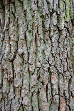 Ağaç kabuğu. Ağaç kabuğu arka planı. Doku ağacı gövdesinin doğal arka planı. Bagaj dokusu. Oakbark.