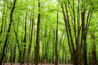Bahar ormanı. Yazın doğa. Bahar mevsimi. Ormandaki patika ya da patika. Bir sürü ağaç.