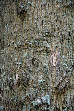 Ağaç kabuğu. Ağaç kabuğu arka planı. Doku ağacı gövdesinin doğal arka planı. Bagaj dokusu.