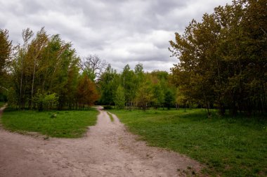 Bahar ormanı. Yazın doğa. Bahar mevsimi. Ormandaki patika ya da patika. Central park.