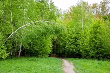 Bahar ormanı. Yazın doğa. Bahar mevsimi. Ormandaki patika ya da patika. Boş yol.