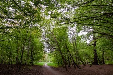 Bahar ormanı. Yazın doğa. Bahar mevsimi. Ormandaki patika ya da patika. Doğaya giden yol.