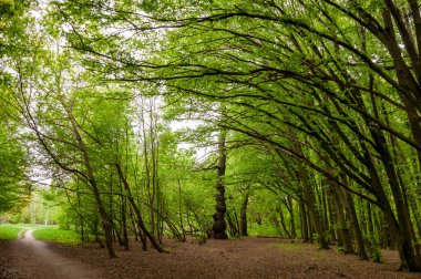 Bahar ormanı. Yazın doğa. Bahar mevsimi. Ormandaki patika ya da patika. Park sokağı..