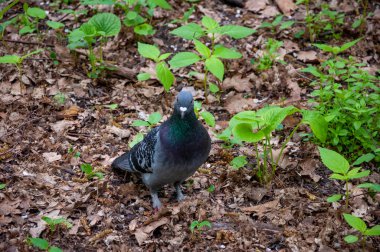 Güvercin ya da güvercin. Ormandaki güvercin hayvanı. Ormandaki güvercin kuşu. Hayvanlar ve vahşi yaşam. Tüylü kuş grisi rengi.