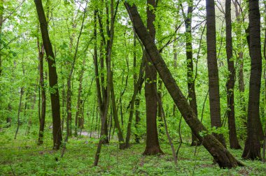 Bahar ormanı. Yazın doğa. Bahar mevsimi. Ormandaki patika ya da patika. Mevsimlik doğa.