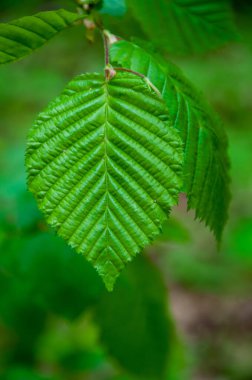 Ağaç brançında yeşil yaprak ya da doğada dal, seçici odak.