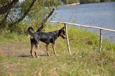 Yaz otlarında köpek beslemek. Evcil hayvanla yaz doğası. Yazın açık havada köpek beslemek. İlkbahar ve yaz tatilinde evcil hayvan. Nehir doğasında siyah köpek yavrusu.