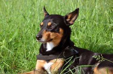 Yazın açık havada köpek beslemek. Bahar ve yaz. Siyah köpek yavrusu doğada rahatlar. Yaz otlarında köpek beslemek. Evcil hayvanla yaz doğası. Açık hava köpek eğitimi seansları.