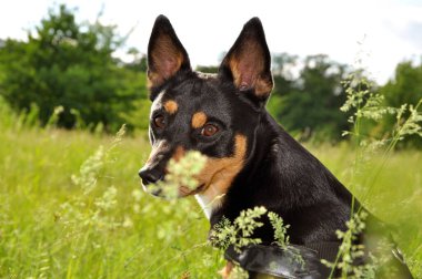 Bahar ve yaz. Doğada siyah yavru köpek portresi. Yaz otlarında köpek beslemek. Evcil hayvanla yaz doğası. Yazın açık havada evcil köpek..