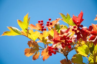 Yazın kırmızı böğürtlenli Viburnum dalları.