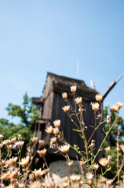 Tarlada kurumuş çiçek ve seçici bir odak noktası var. Kırsalda yaz tatili.