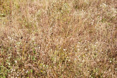 Kırsal kesimde kurumuş çiçekleri olan yaz tarlası doğa arka planı.