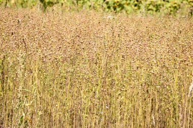 Yazın kuruyan çiçeklerle dolu tarla kırsal alanda doğaya zıpkın atıyor..
