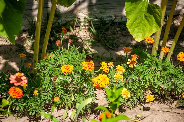 Tagetes patula Fransız kadife çiçeği, sarı çiçekler, yeşil yapraklar, çiçek tarlasında çiçek açan saksı çiçeği.