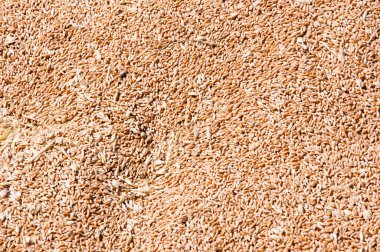 Harvest healthy wholegrain. Cereal grain seed. Barley agriculture. Wheat grain harvest agriculture. Crop and harvest. Wheat grain background. Grain milling. clipart