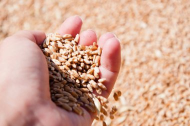 Sağlıklı kepekli. Tahıl tohumu. Arpa tarımı. Buğday taneli bir çiftçi eli. Tarım hasat et. Değirmen deposundaki buğday taneleri. Çiftçinin elinde hasat. Hasat teknikleri.